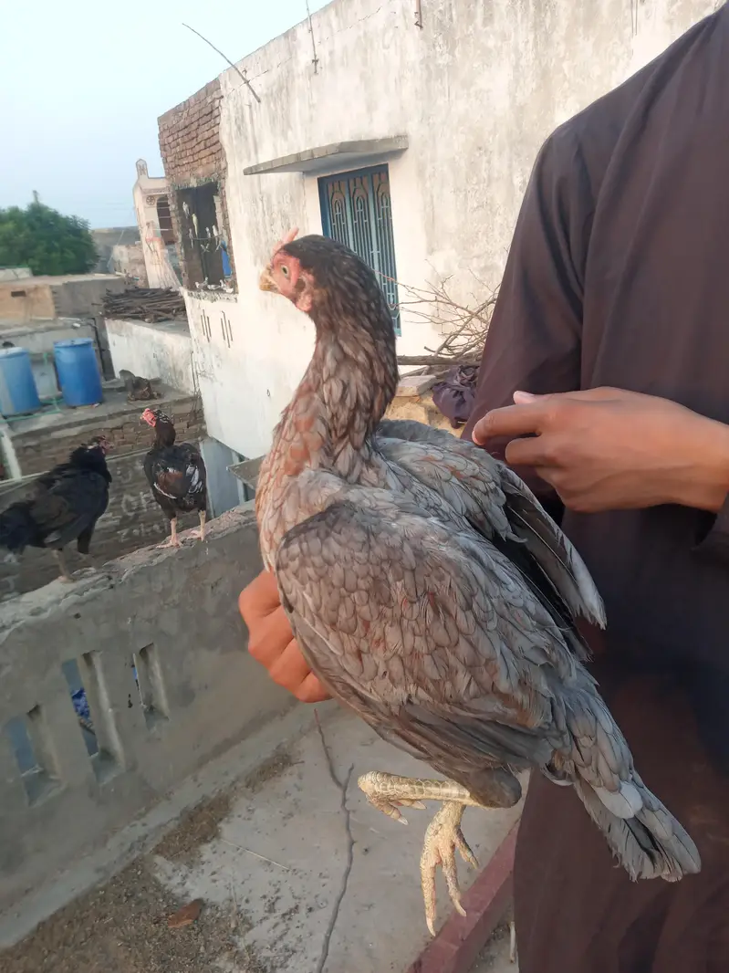 2 aseel madiyan for sale intrasted banda hi rabta kray — photo 2