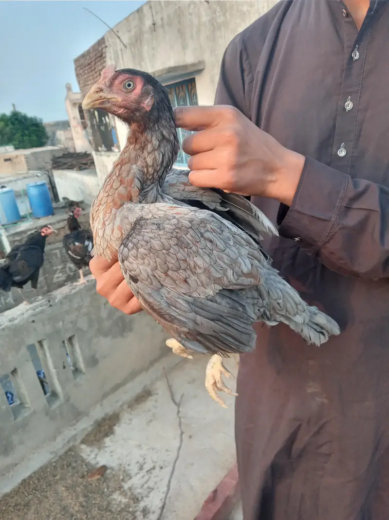 2 aseel madiyan for sale intrasted banda hi rabta kray — photo 3
