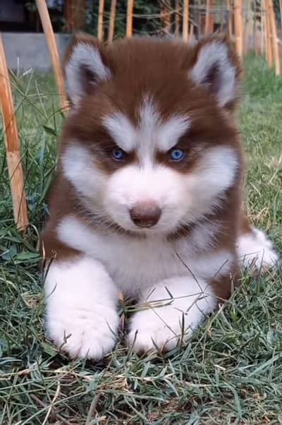 Siberian husky puppies 0313*9363417