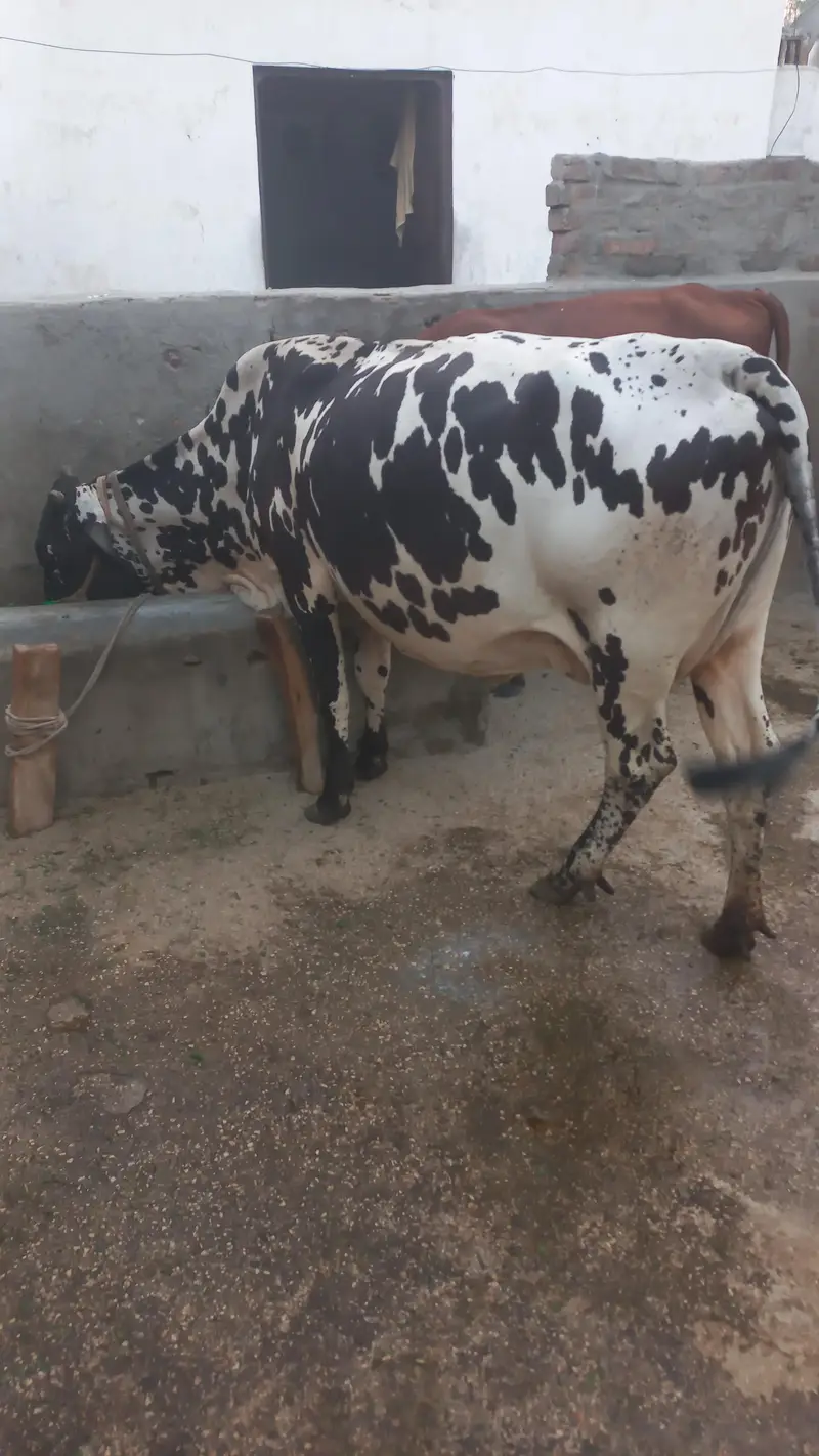 Cow for sale — photo 2