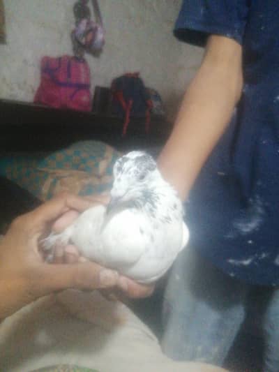 kabotar white colour
