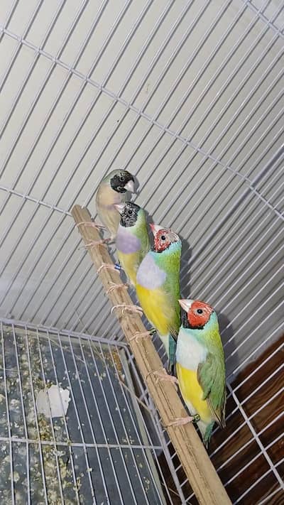 Goldian Ready to First Breed