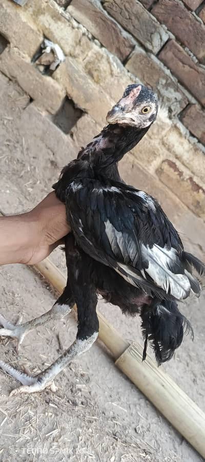 Lasani mix breed