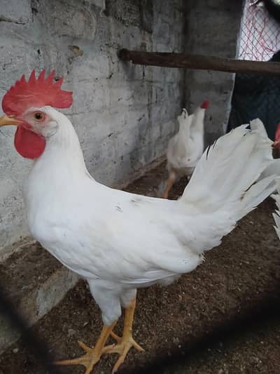 Muragy for sale | desi | golden misri | roosters