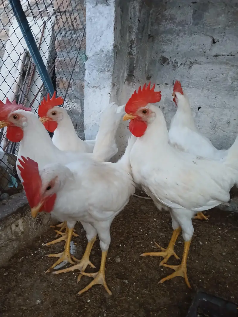 Muragy for sale | desi | golden misri | roosters — photo 2