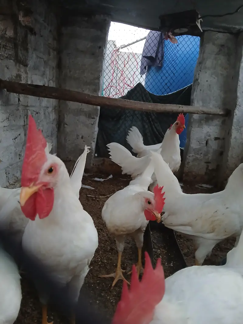 Muragy for sale | desi | golden misri | roosters — photo 3