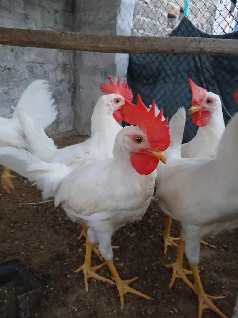 Muragy for sale | desi | golden misri | roosters — photo 4