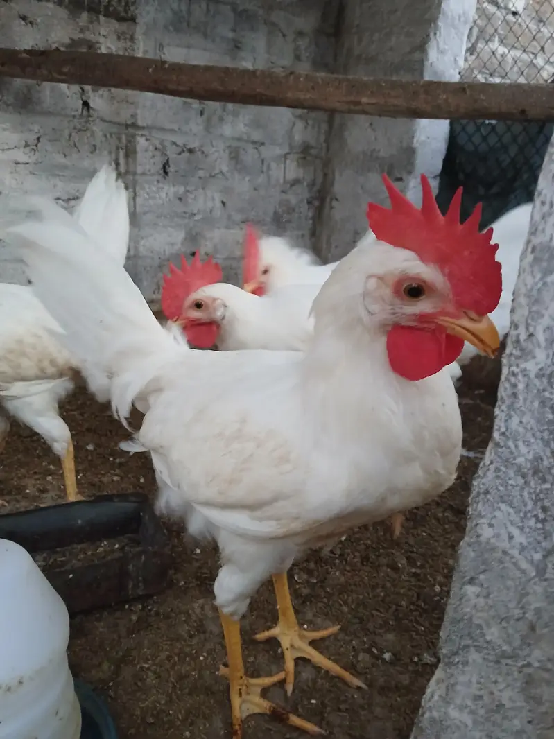Muragy for sale | desi | golden misri | roosters — photo 5