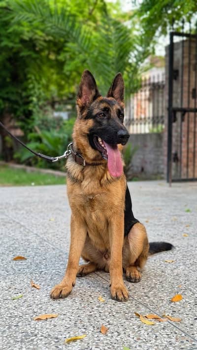 German Shepherd Female Dog for Sale