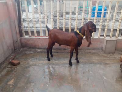 teddy bakra for sale
