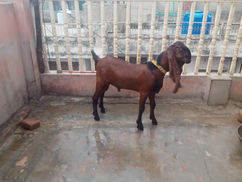 teddy bakra for sale