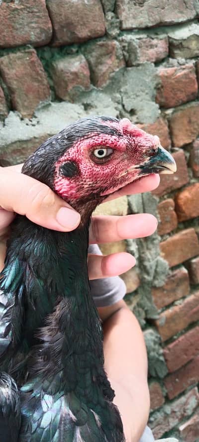 aseel male and female for sale and chicks