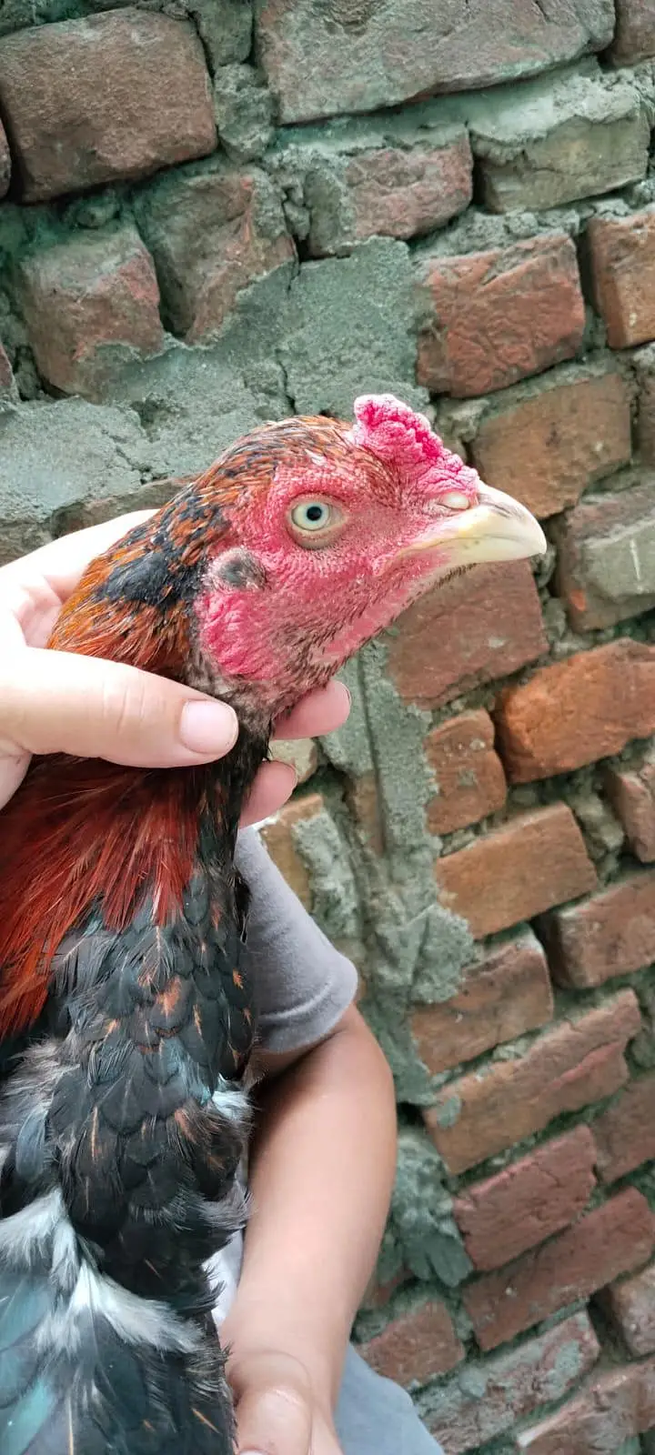 aseel male and female for sale and chicks — photo 2