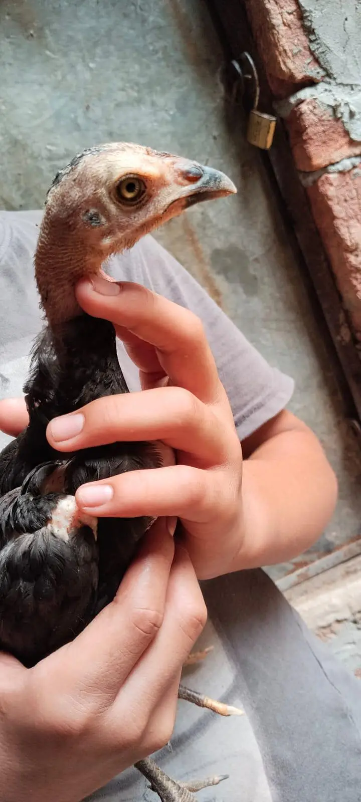 aseel male and female for sale and chicks — photo 3
