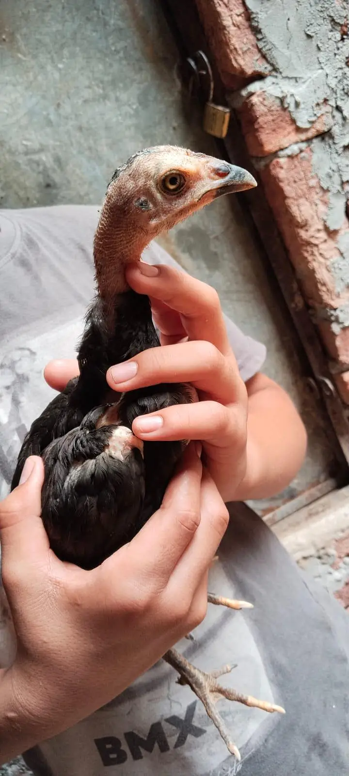 aseel male and female for sale and chicks — photo 4