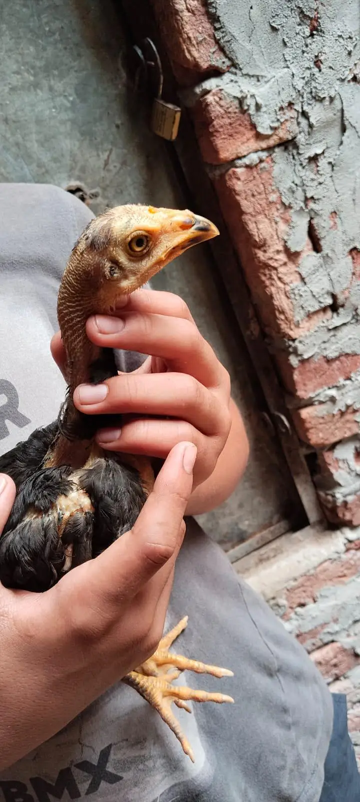 aseel male and female for sale and chicks — photo 5