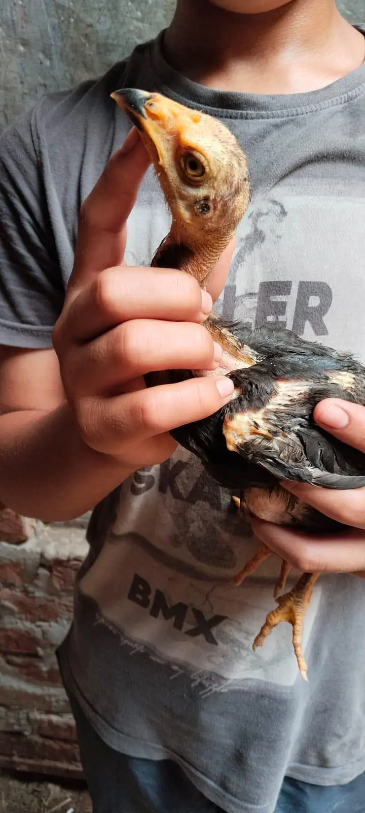 aseel male and female for sale and chicks — photo 6