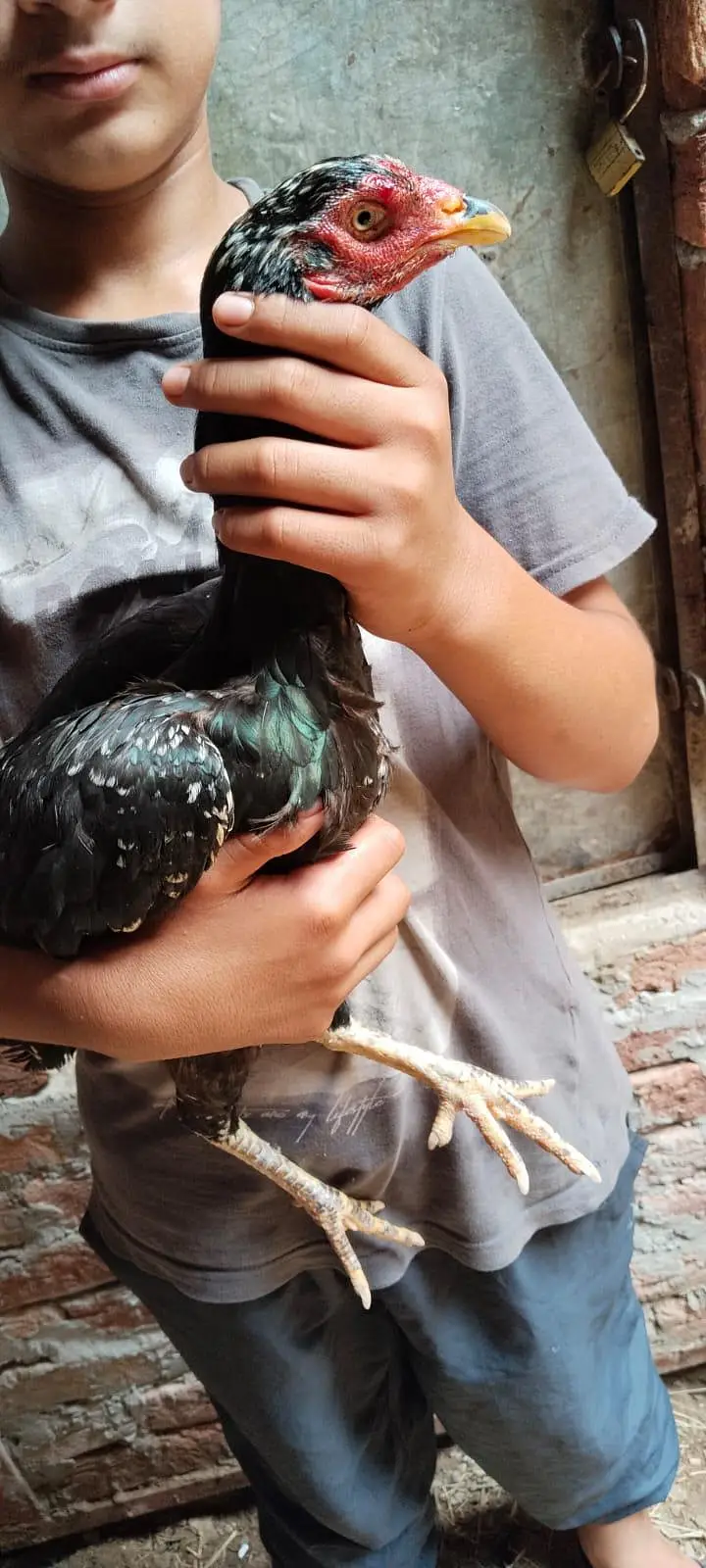 aseel male and female for sale and chicks — photo 7