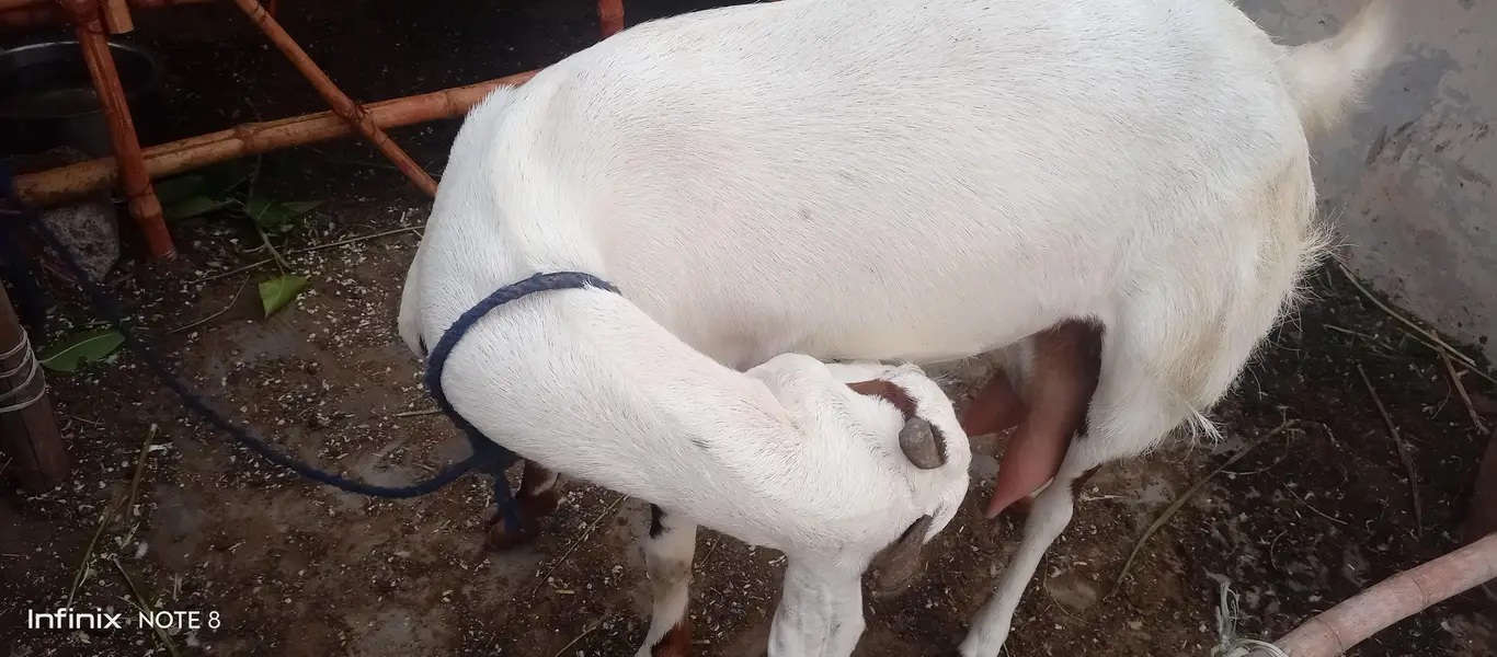 dhumba — photo 9