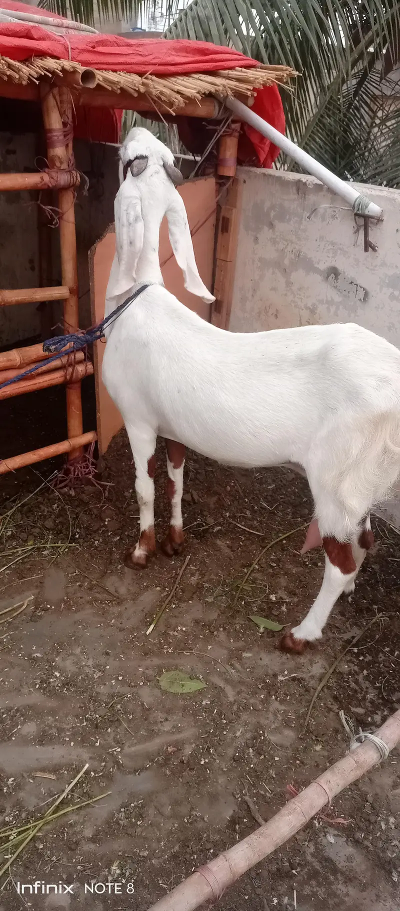 dhumba — photo 11
