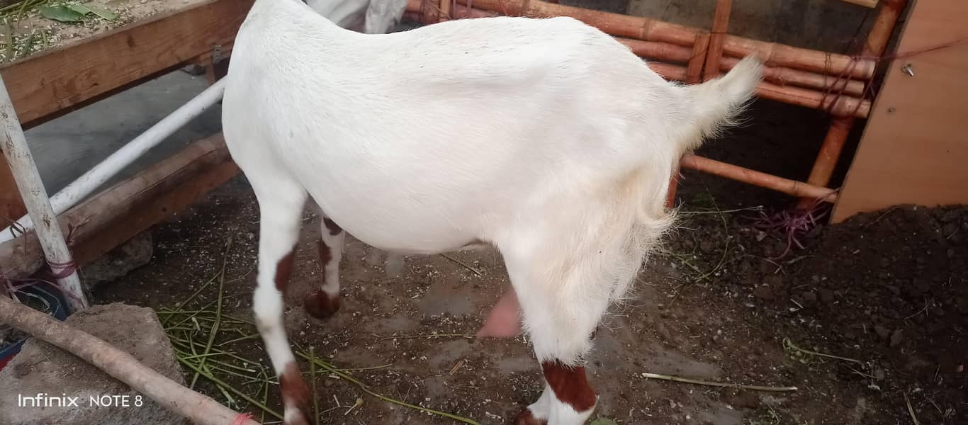 dhumba 11
