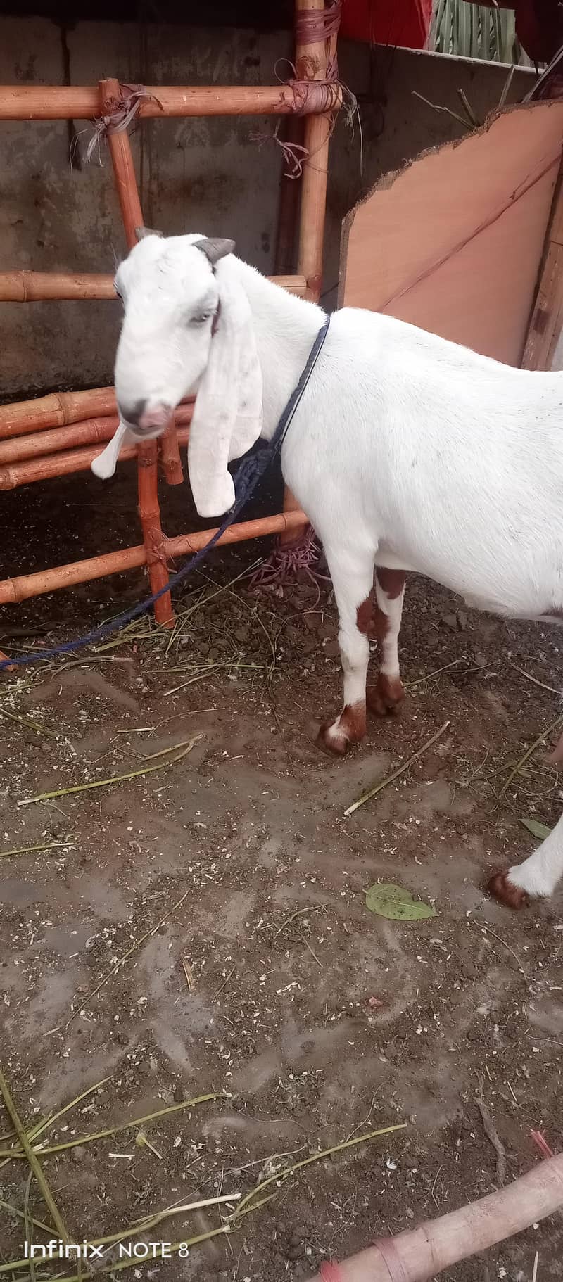 dhumba 13