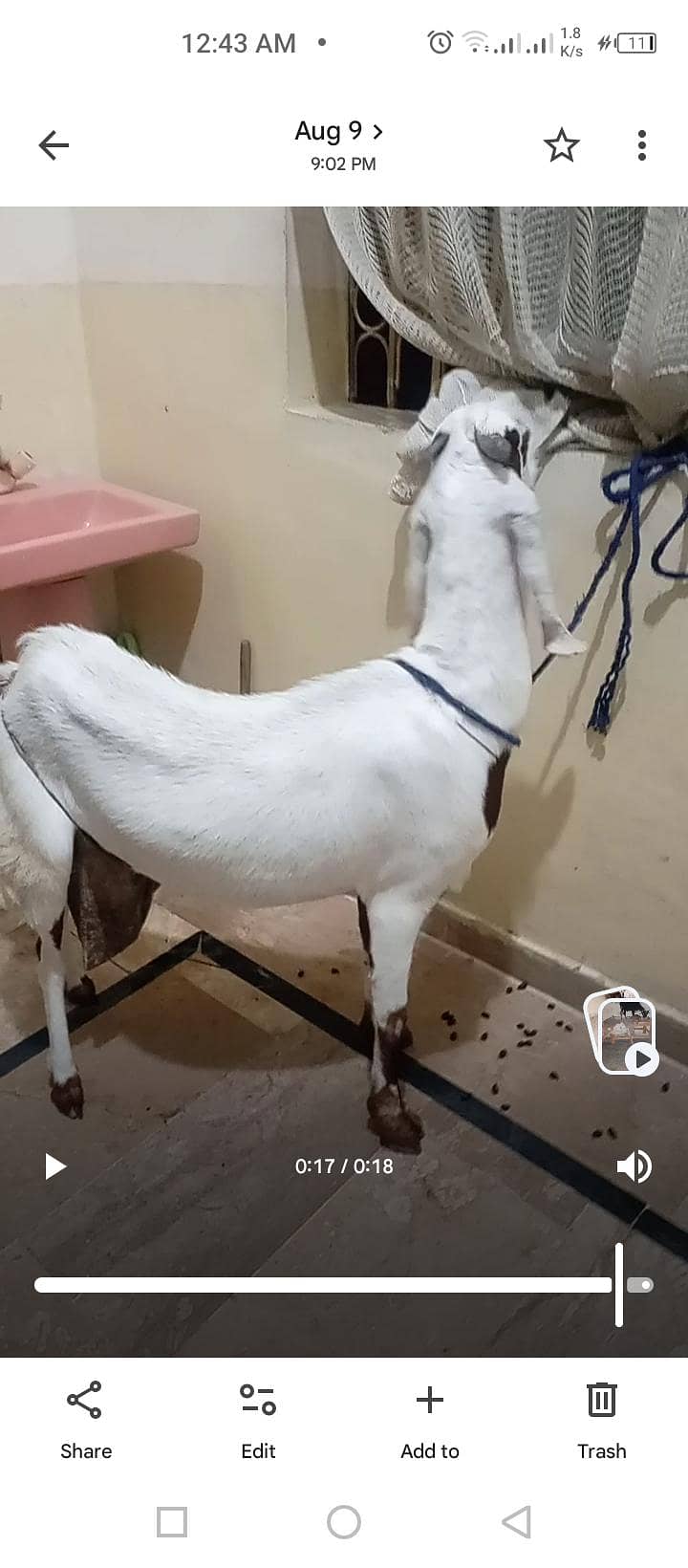 dhumba 19