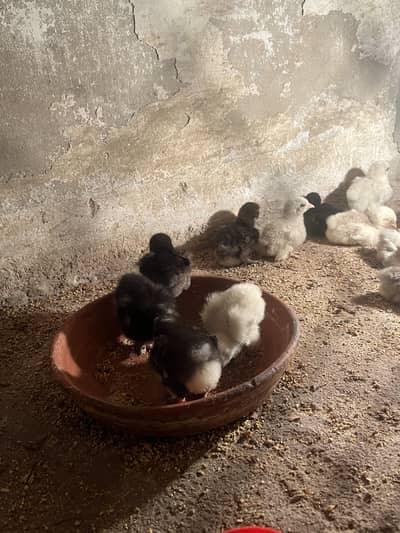 Mix bebtum and silky chicks