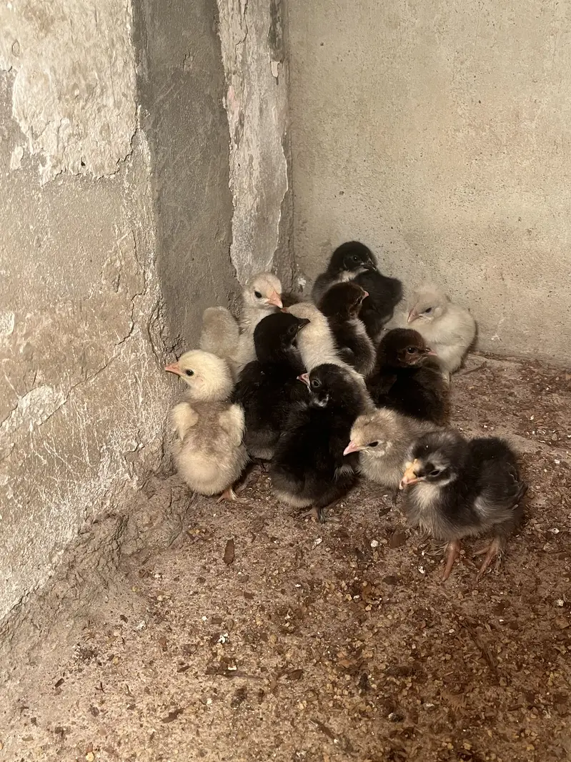 Mix bebtum and silky chicks — photo 2