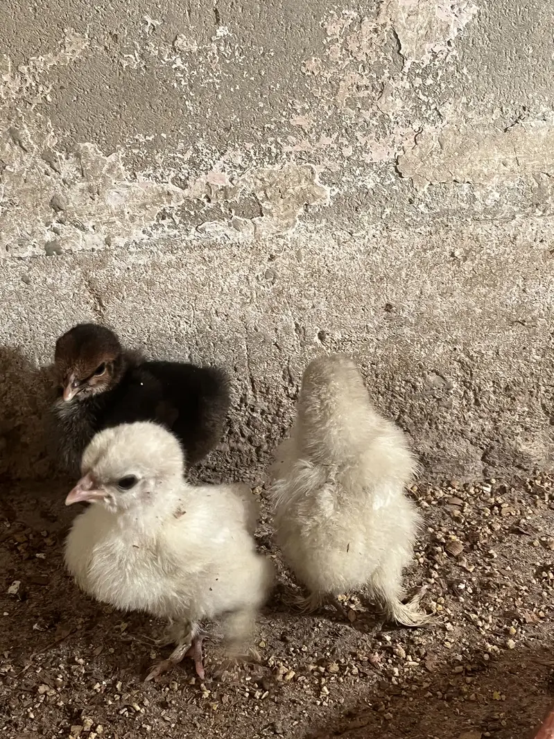 Mix bebtum and silky chicks — photo 3