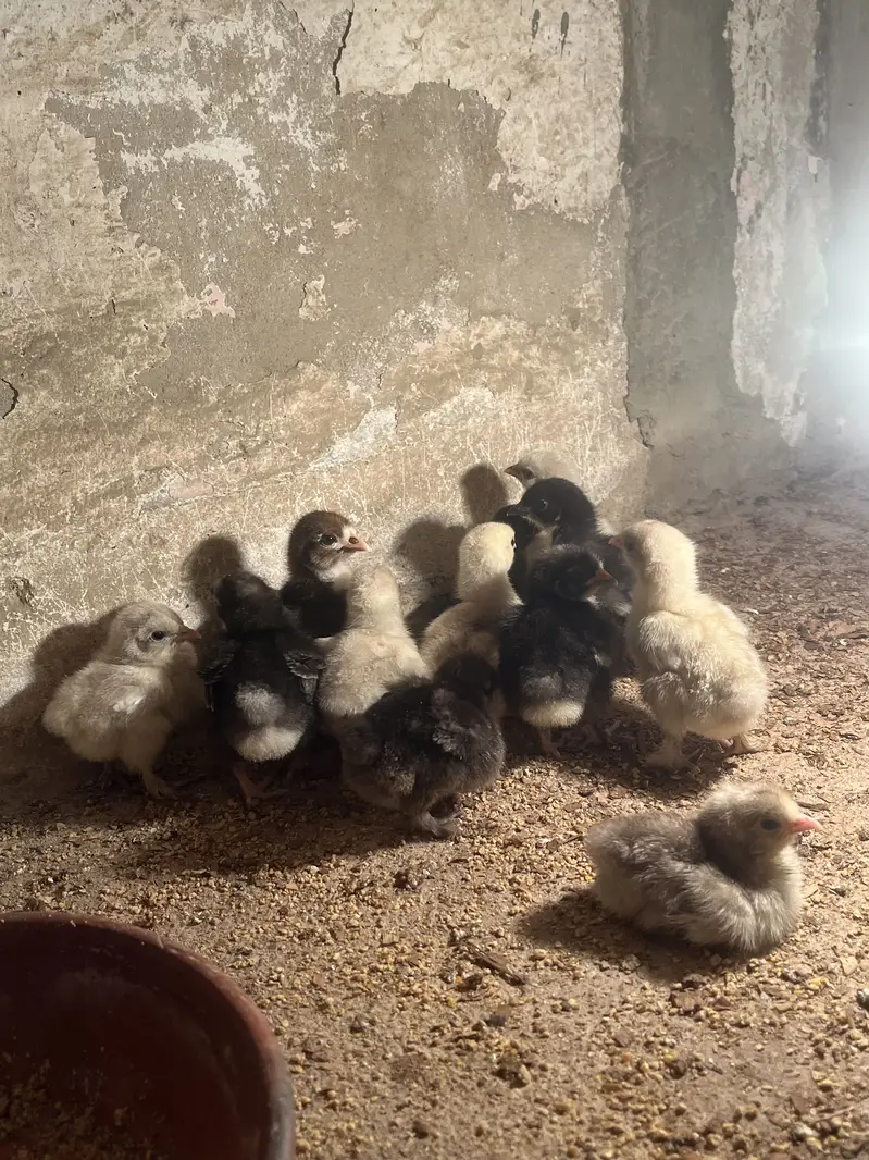 Mix bebtum and silky chicks — photo 4