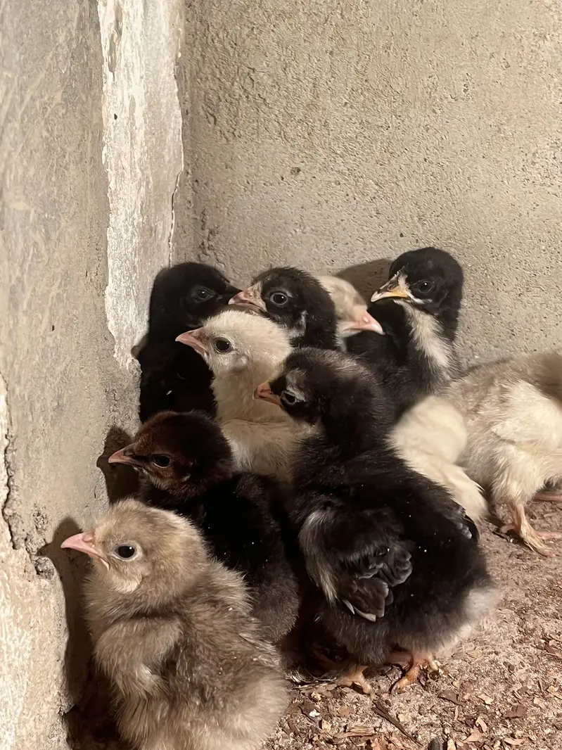 Mix bebtum and silky chicks — photo 5