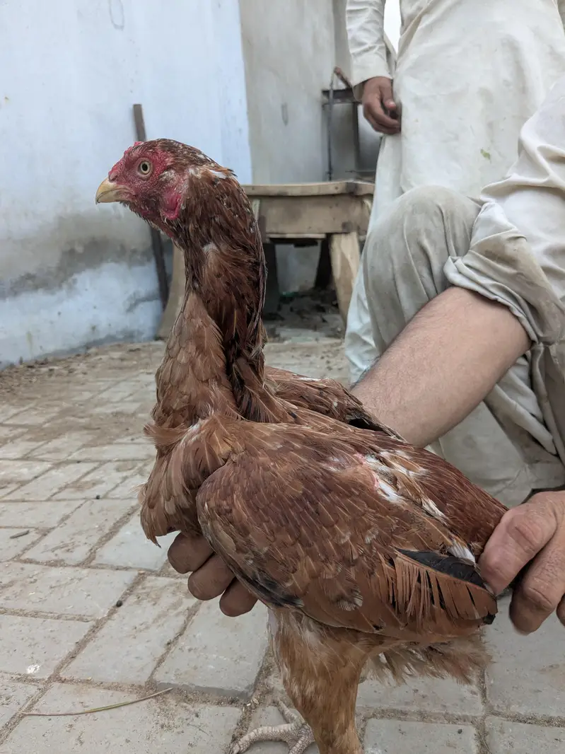 aseel murghi andha b da rahai hia — photo 2