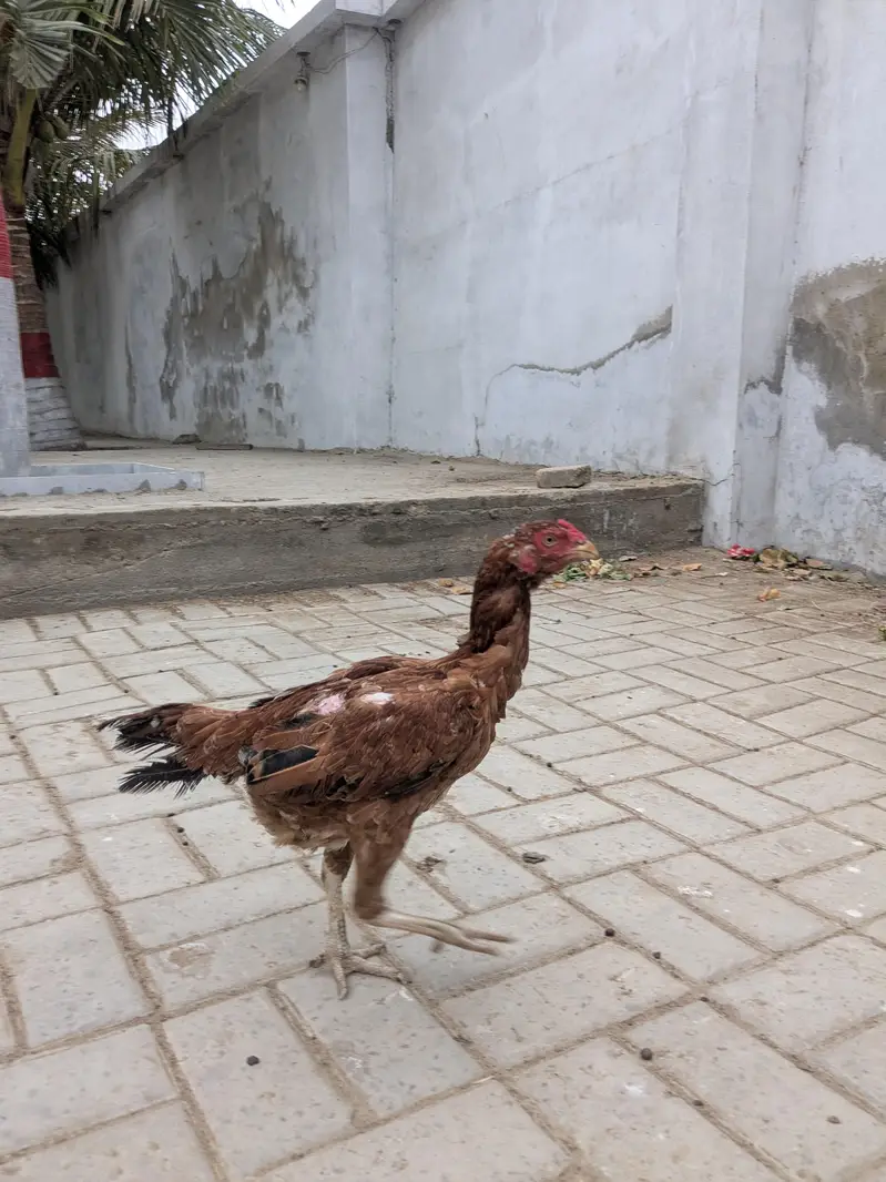 aseel murghi andha b da rahai hia — photo 3