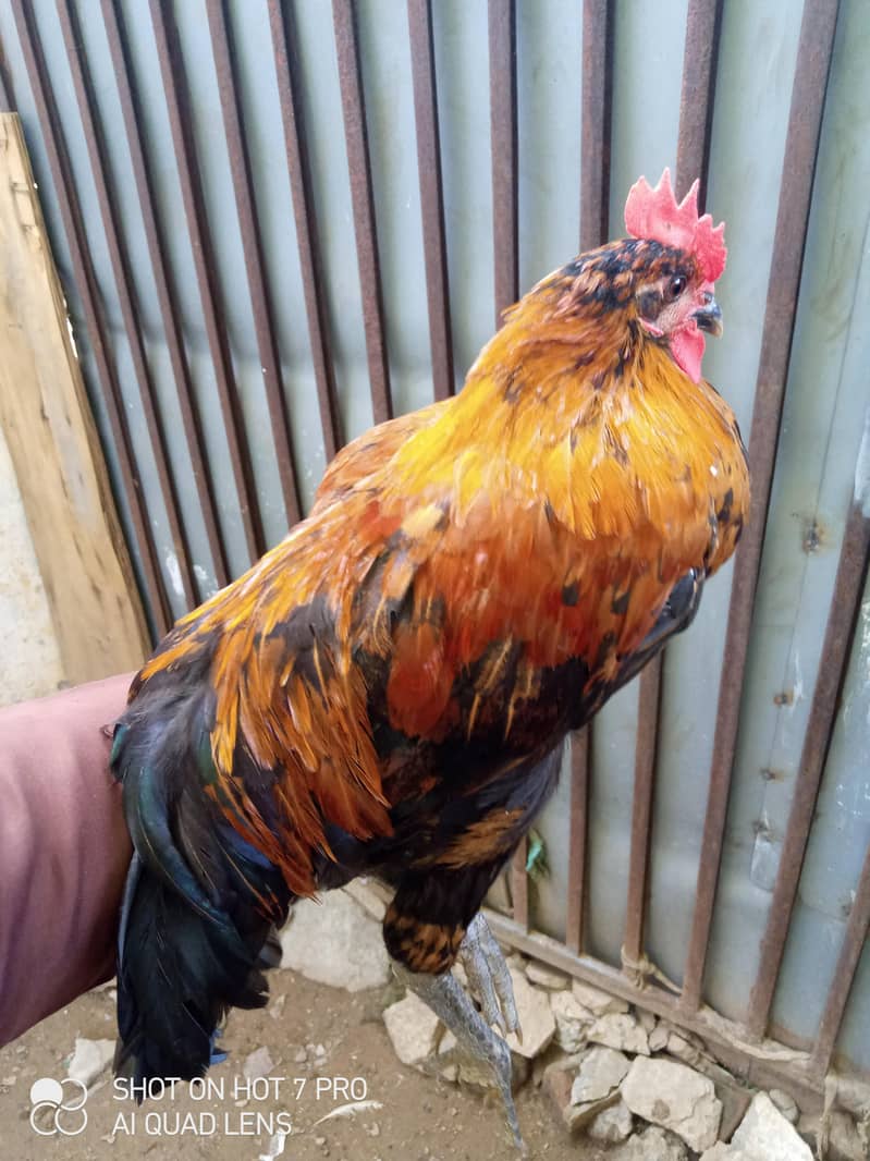Desi murga 2