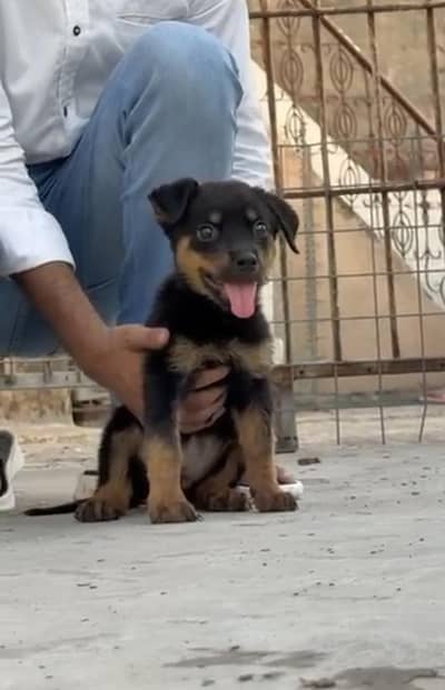 Rottweiler pair