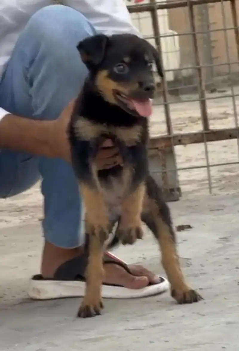 Rottweiler pair — photo 2
