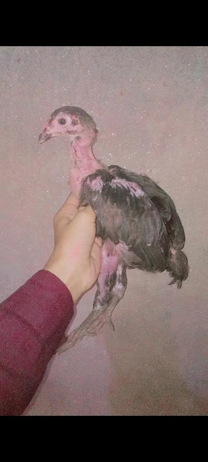 two male and one female healthy and active for sale — photo 2