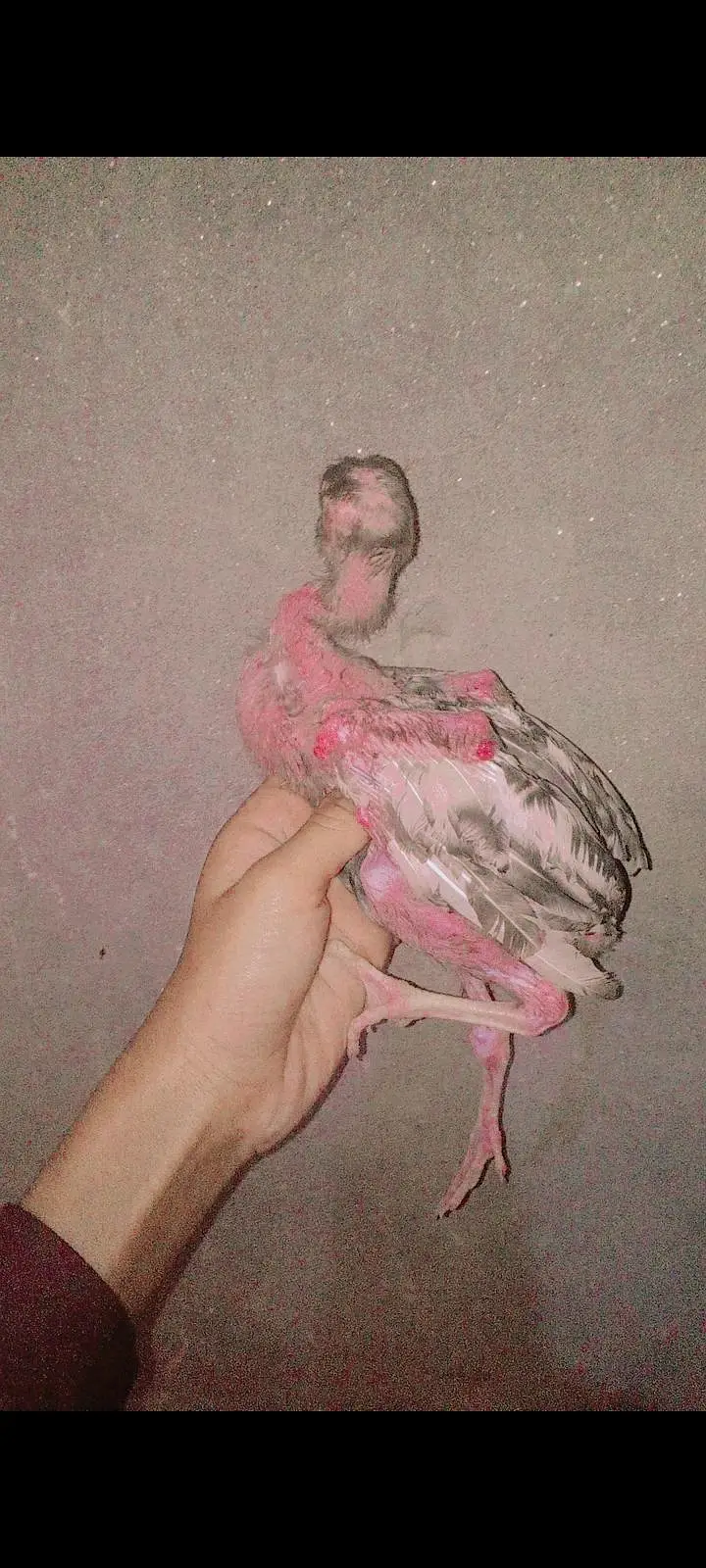 two male and one female healthy and active for sale — photo 3