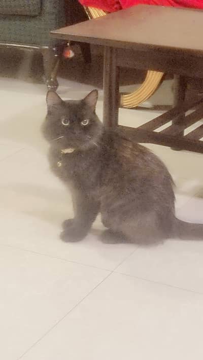 Black male persian cat for sale