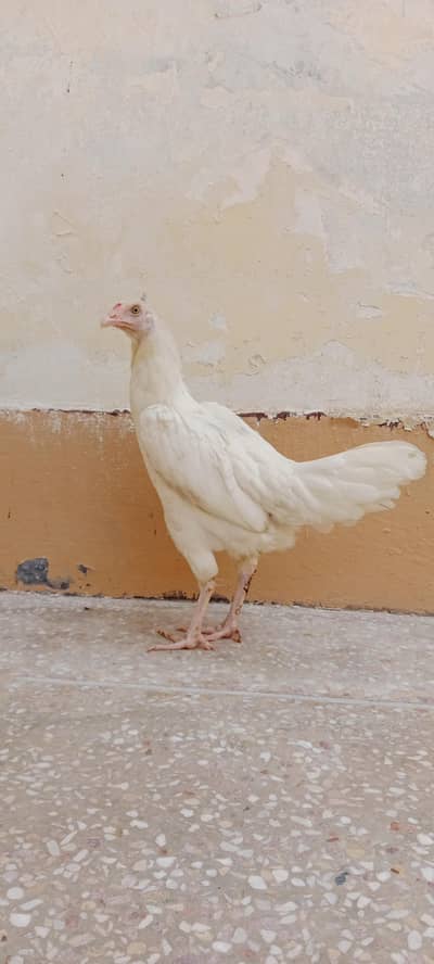 Paper white Aseel