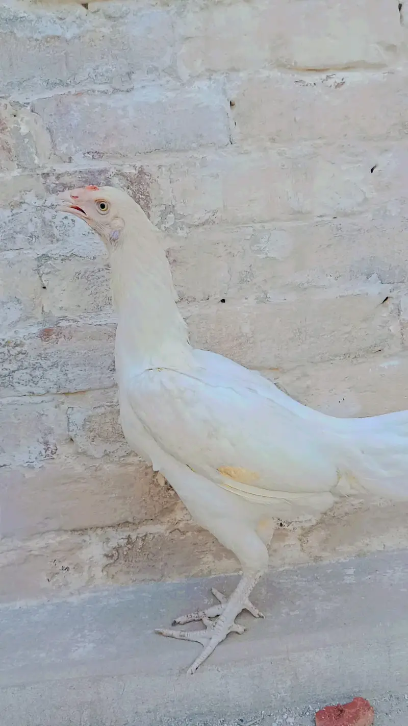 Paper white Aseel — photo 2