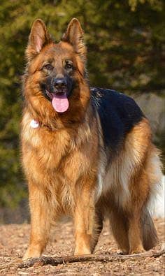 German Shepherd 0