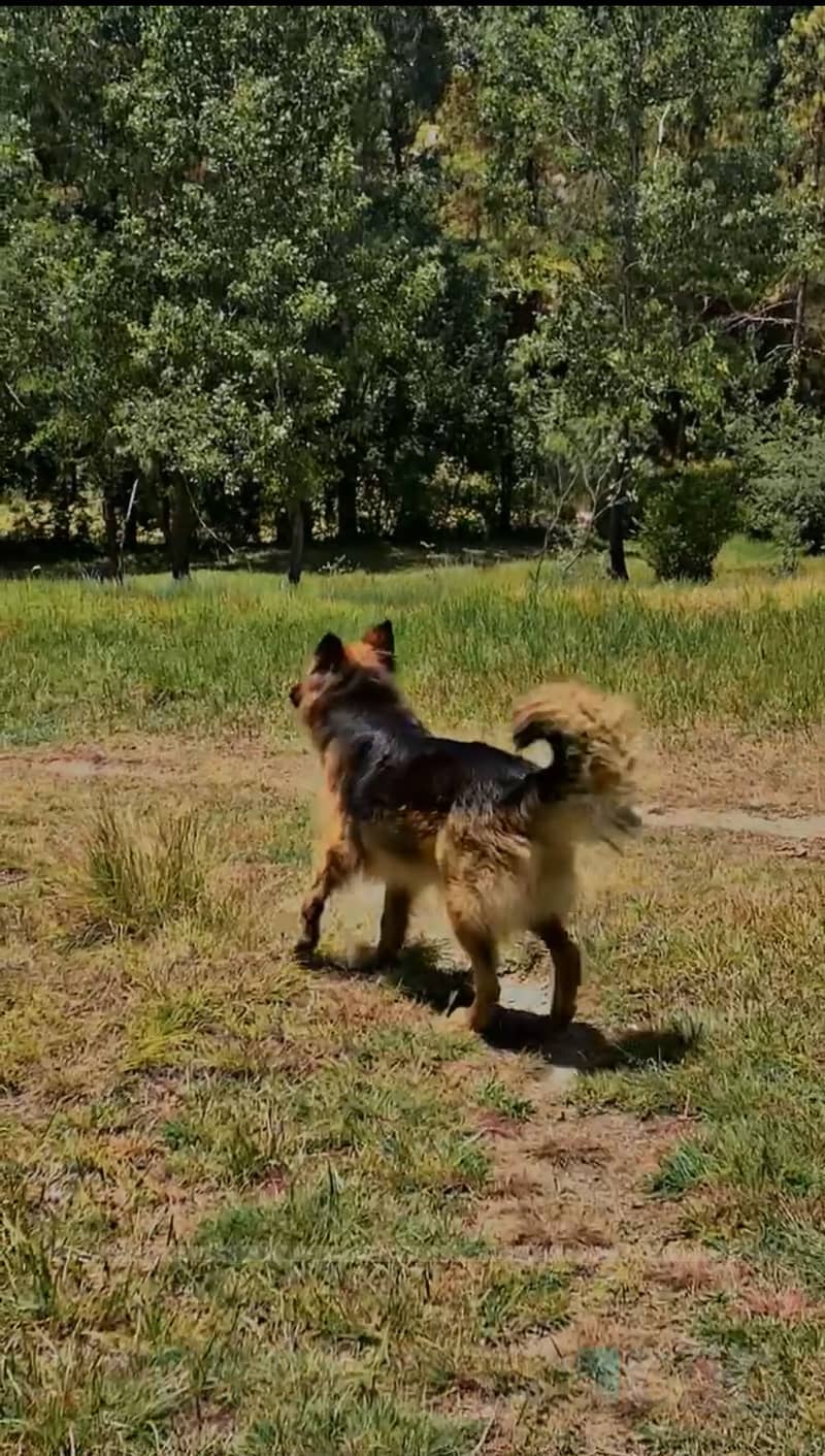 German Shepherd 1