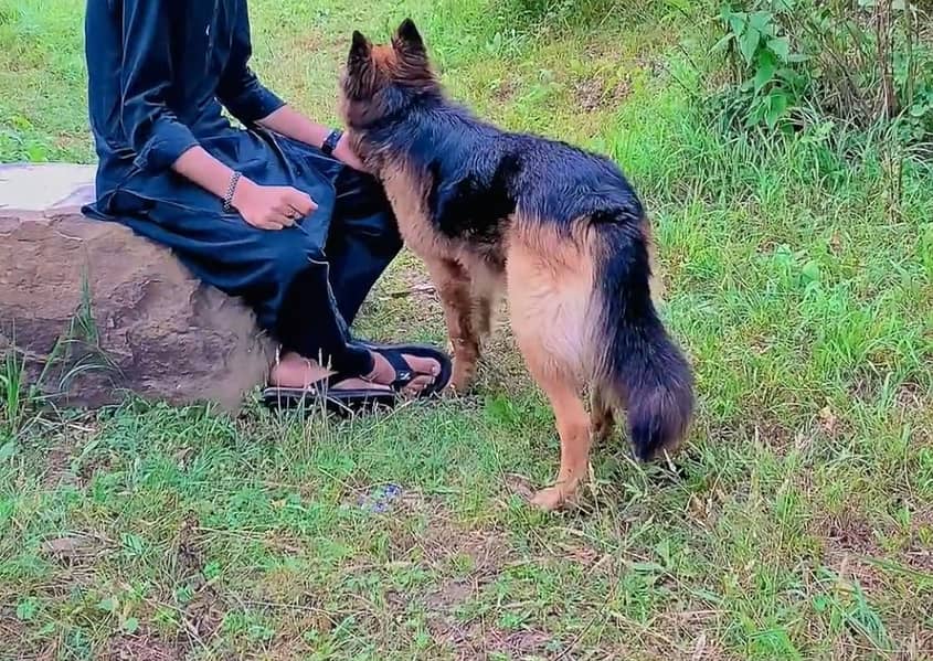 German Shepherd 2