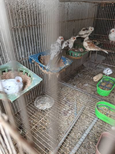 Dove Breeder pair for sale