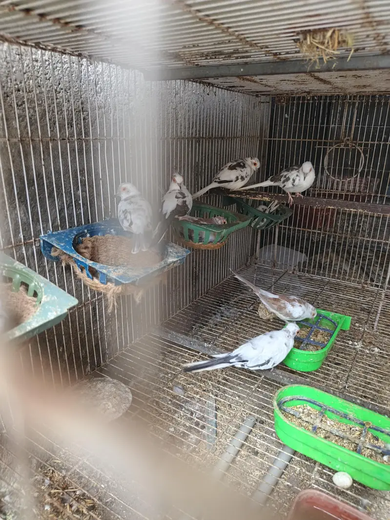 Dove Breeder pair for sale — photo 2
