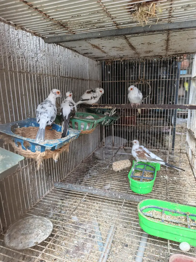 Dove Breeder pair for sale — photo 3