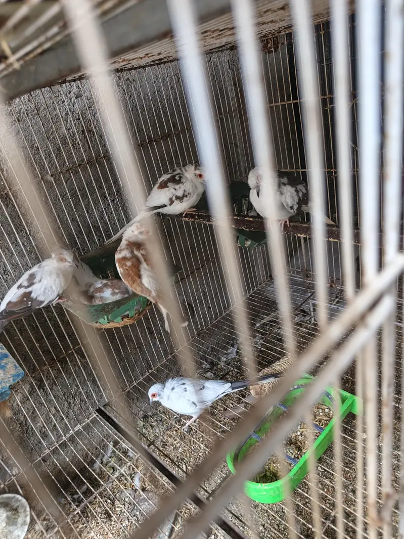 Dove Breeder pair for sale — photo 4