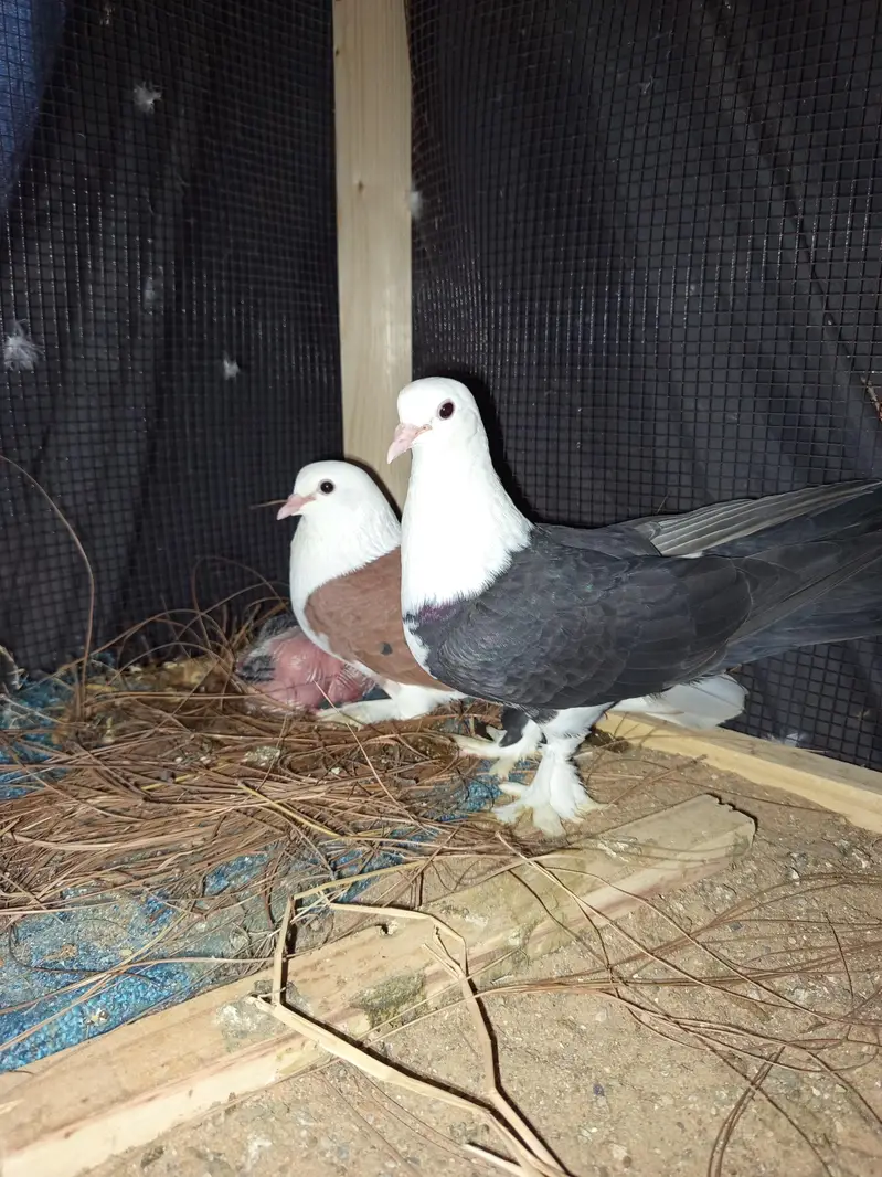 pigeon